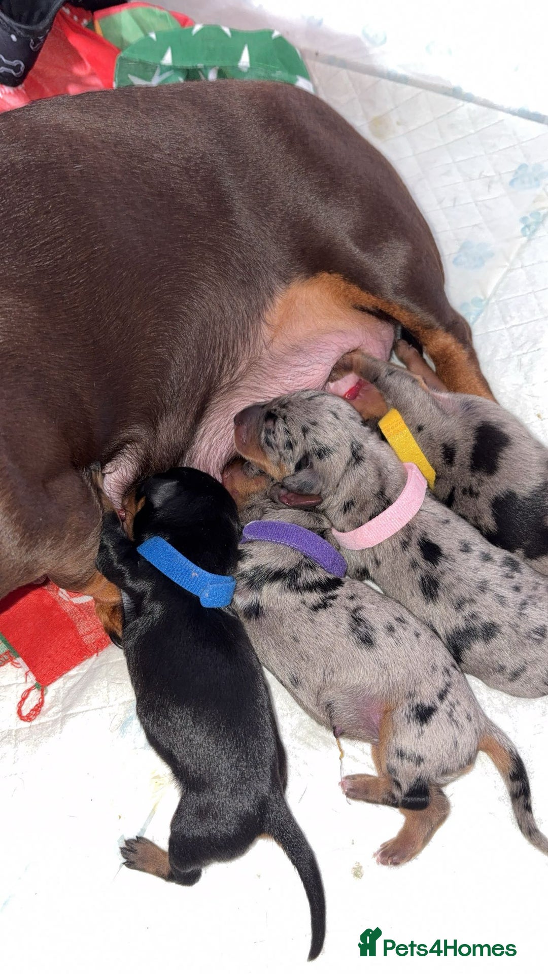 Miniature Dachshund dogs for sale: Gorgeous miniature dachshund puppy’s  - Image 3