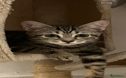 Mixed Breed cats for sale: Kittens ready to go - Image 2