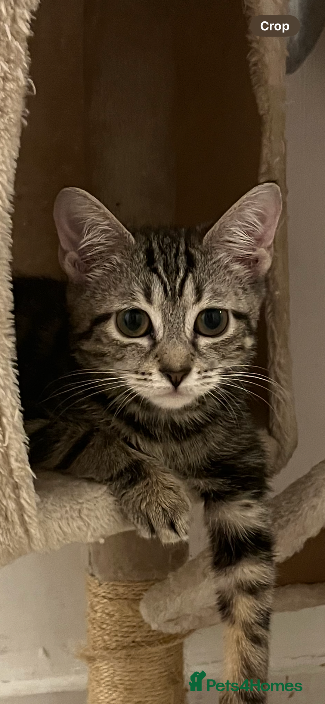 Mixed Breed cats for sale: Kittens ready to go - Image 2