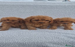 Cavapoo dogs for sale: Exquisite little cavapoos ready to go! - Image 2