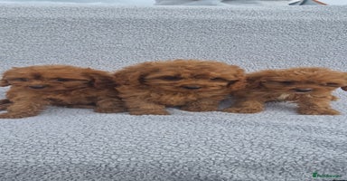 Cavapoo dogs - Advert 6