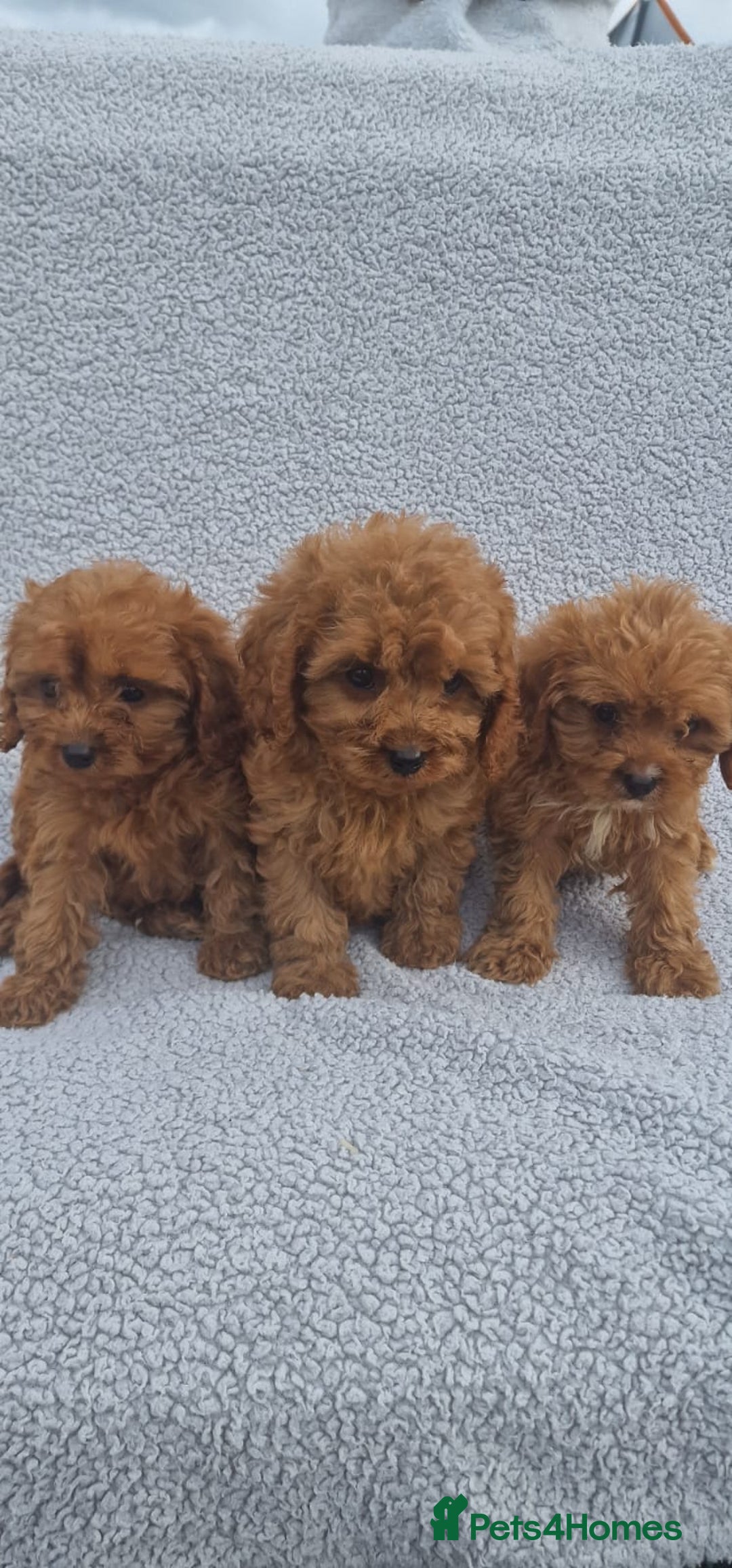 Cavapoo dogs for sale: Exquisite little cavapoos ready to go! - Image 2