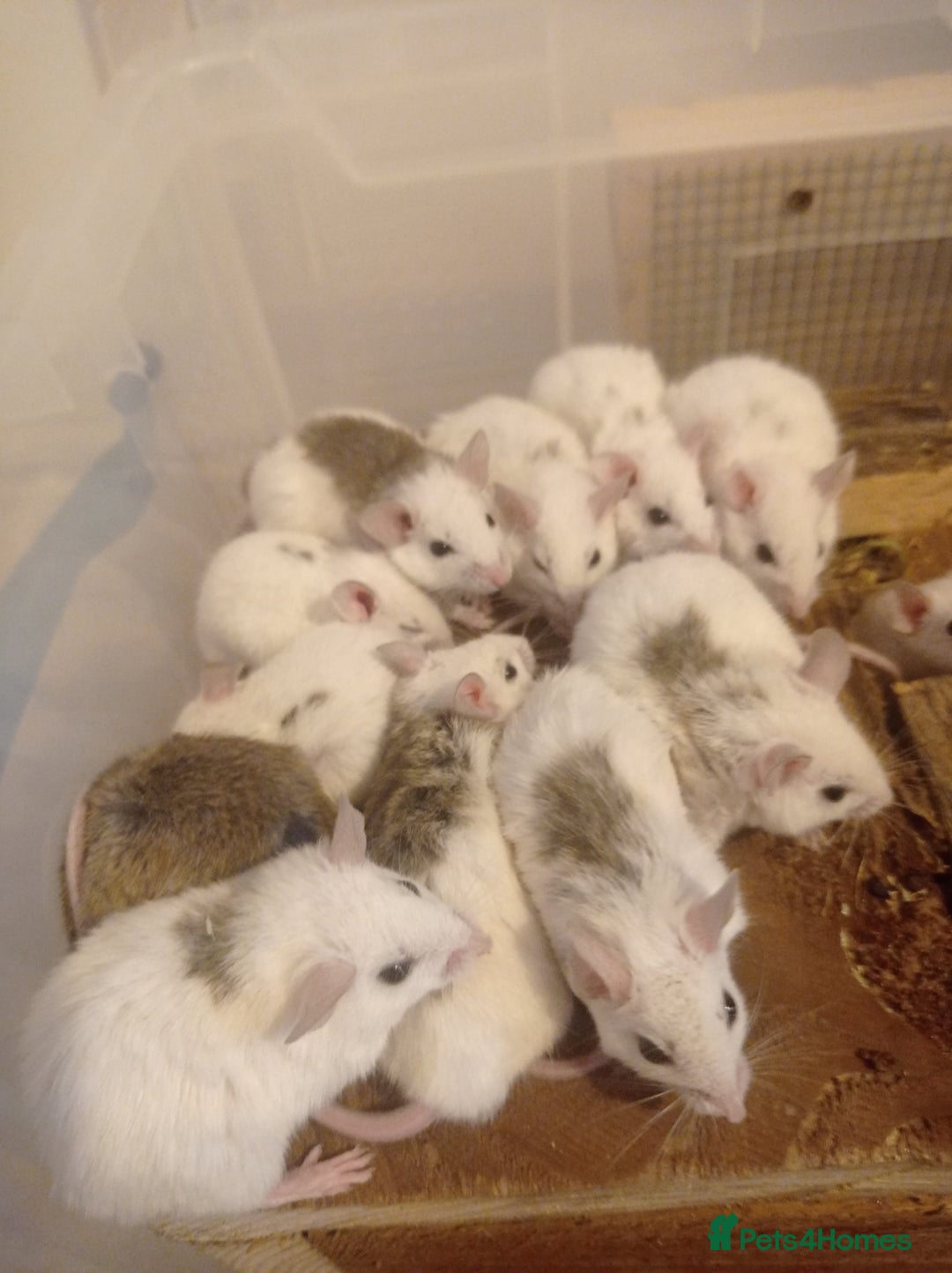 Mouse rodents for sale: Baby African Soft Fur mice - Image 14
