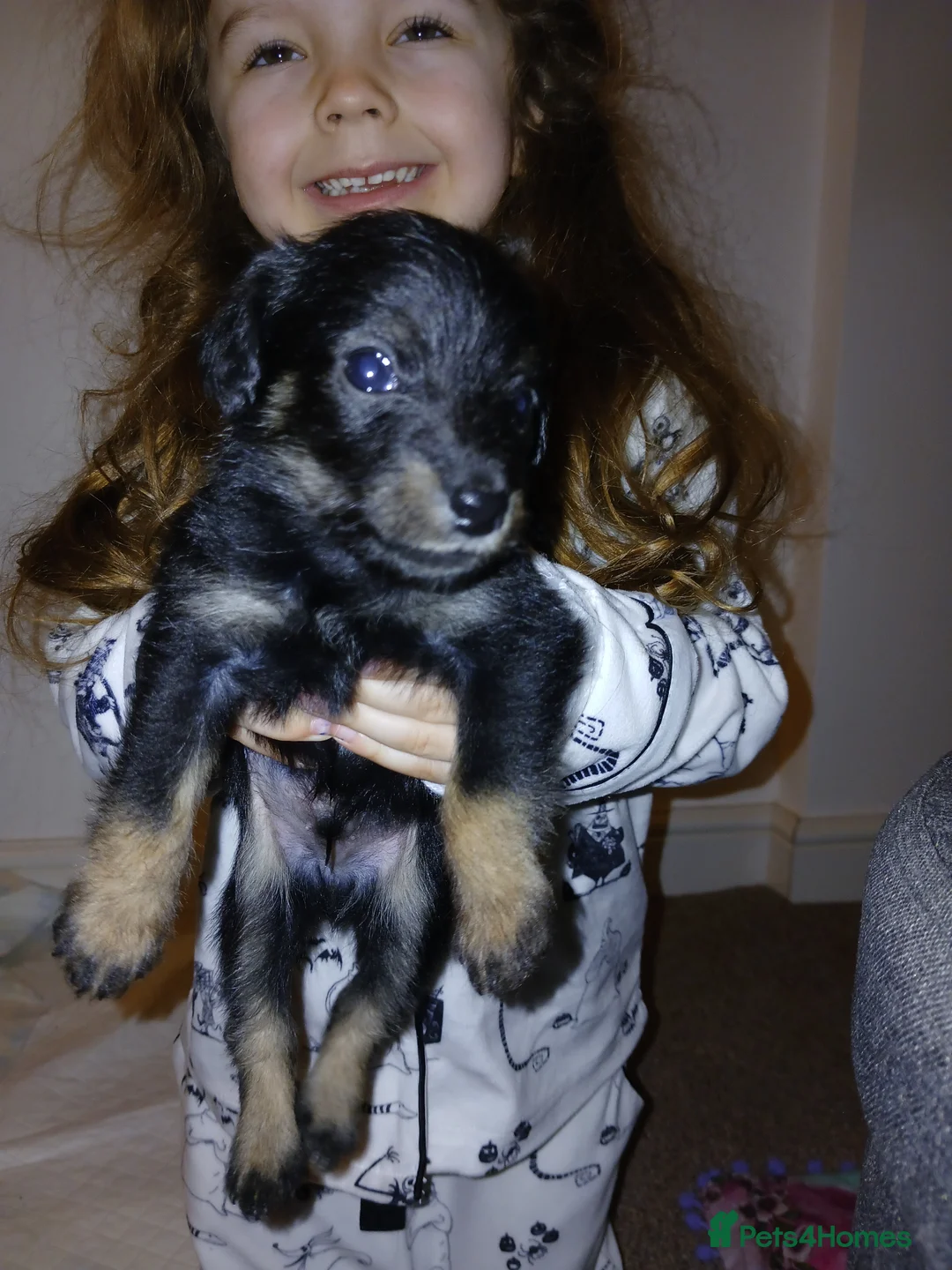 Jackapoo dogs for sale: 🌈 Gorgeous Rainbow Jackapoo Puppies in Newcastle upon Tyne - Advert 20