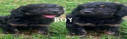 Cockapoo dogs for sale: F1 toy cockapoo puppies for sale  - Advert 4