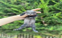 Ferret rodents for sale: solid black cross polecat kits  - Image 13