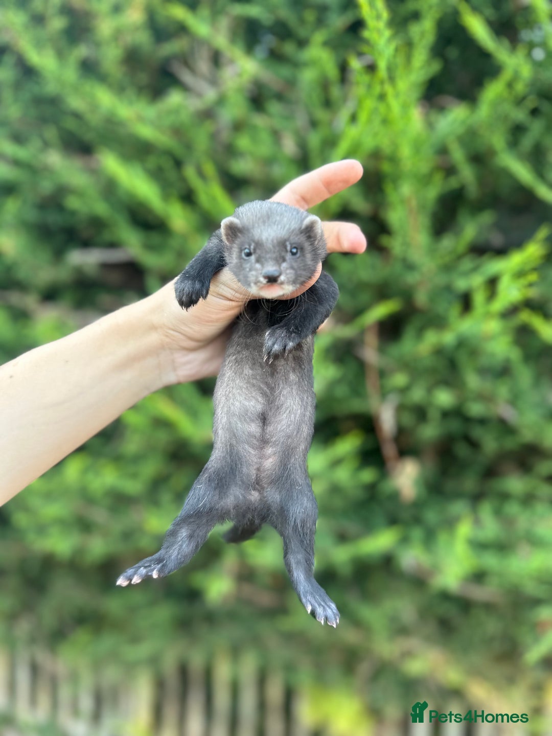 Ferret rodents for sale: solid black cross polecat kits  - Image 13