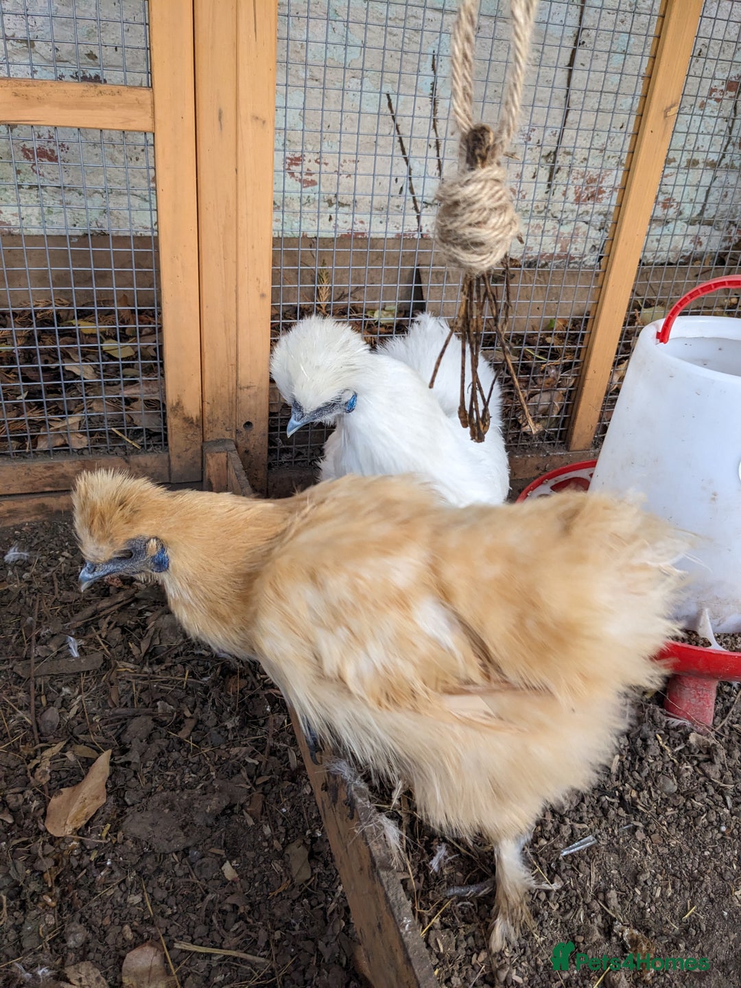 Chickens poultry for sale: Two female Silkie bantams, 7 months old - Advert 2