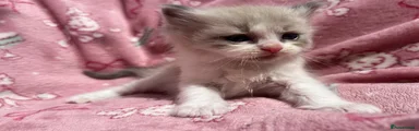 Blue mink bi colour female 