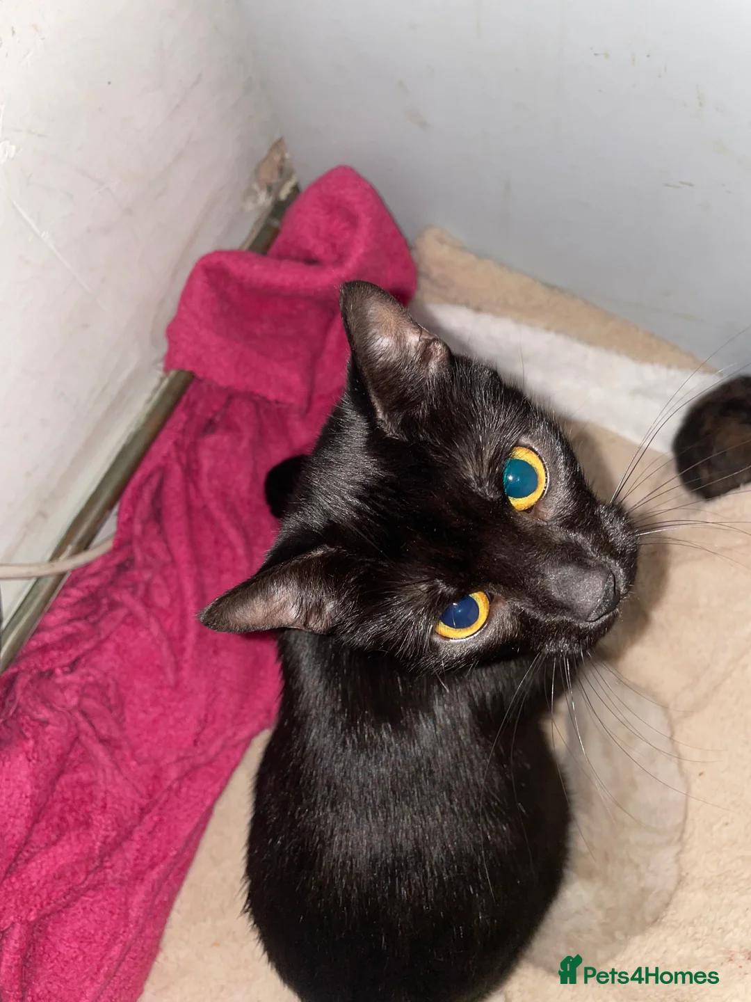 Mixed Breed cats for sale: Colourful kittens looking for home 🩷 - Advert 2