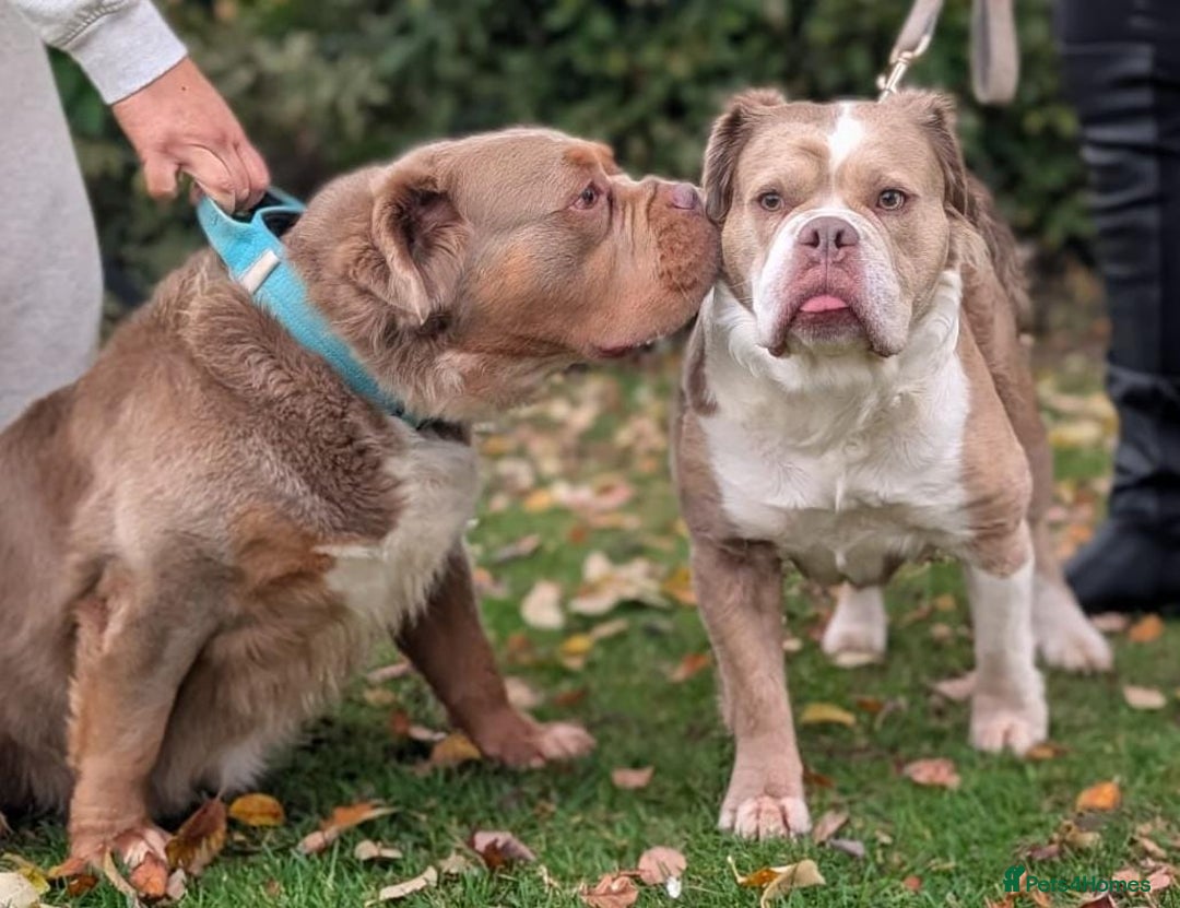 Olde English Bulldogge dogs for sale: Mammut : Fluffy Olde English Bulldog puppies. - Advert 19