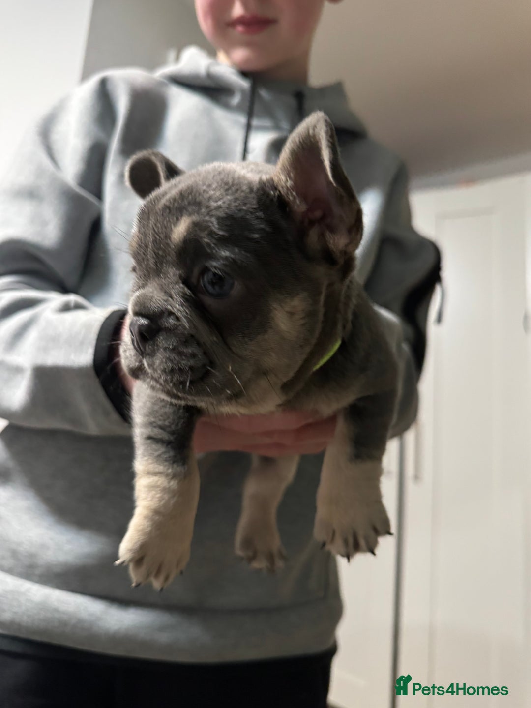 French Bulldog dogs for sale: One Female French bulldog  - Advert 5
