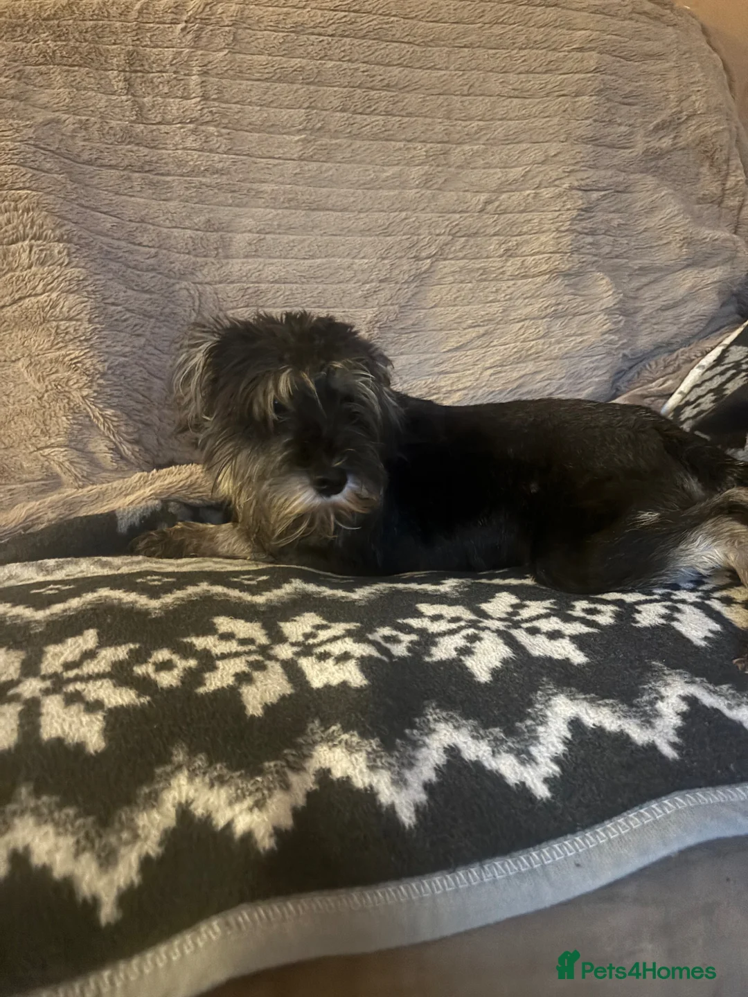 Miniature Schnauzer dogs for sale: Miniature Schnauzer 10 month old black & silver  in Otley - Advert 2