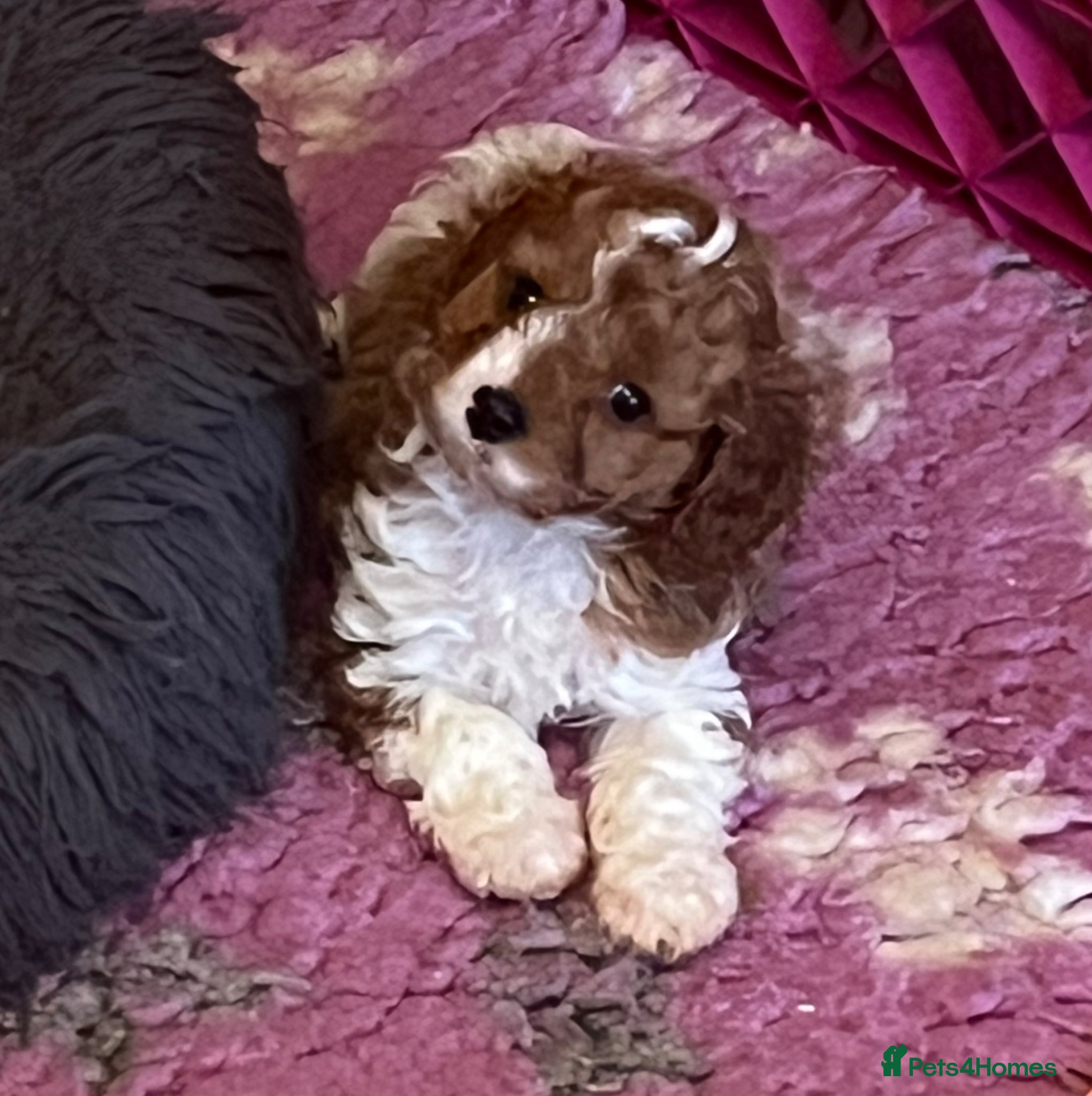 Cavapoo dogs Gorgeous Pretty F2 Cavapoo Puppies 🐾 - Advert 1