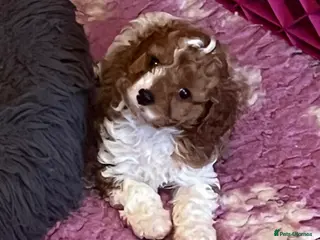 Cavapoo dogs Gorgeous Pretty F2 Cavapoo Puppies 🐾 - Advert 4