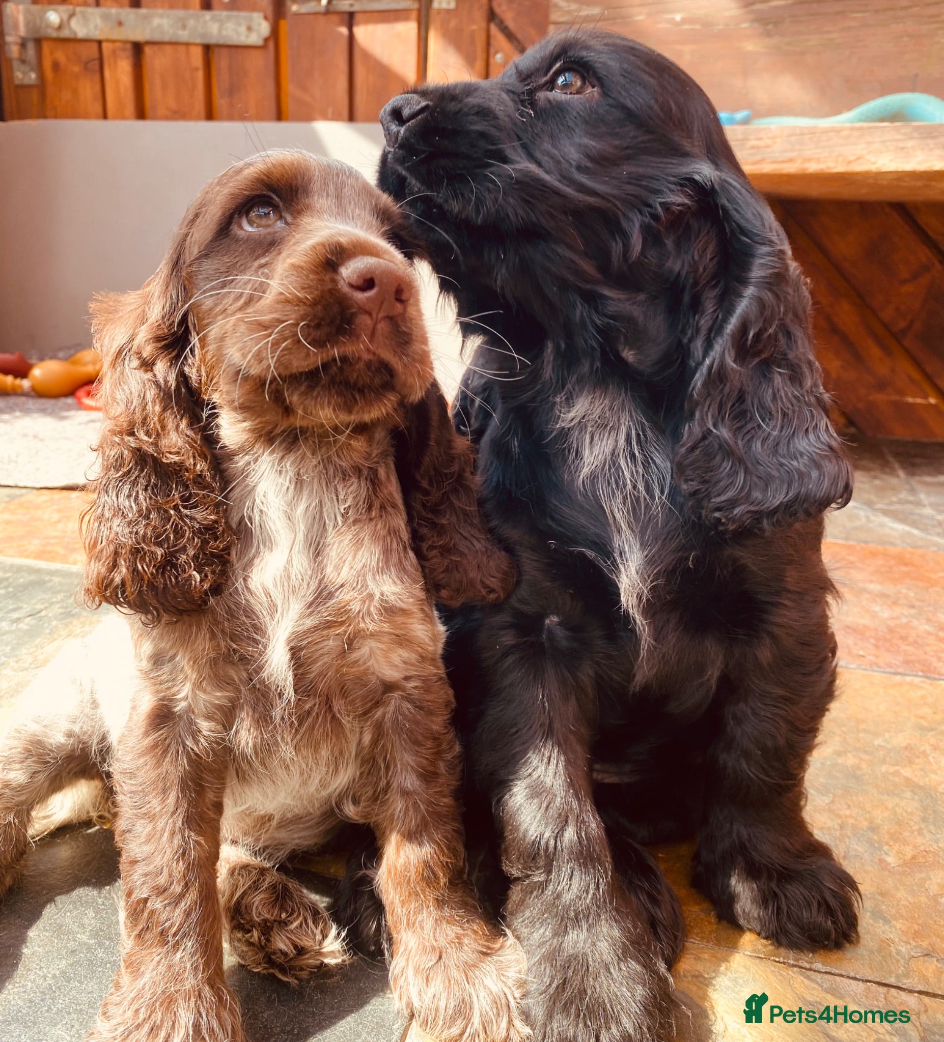 Cocker Spaniel dogs Lovely show Cocker spaniel puppies 🐶  - Advert 13