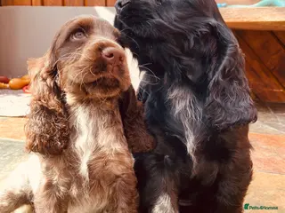 Cocker Spaniel dogs Lovely show Cocker spaniel puppies 🐶 - Advert 13