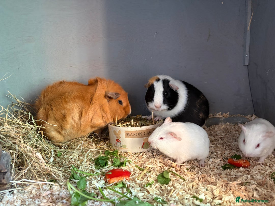 Guinea Pig rodents for sale: 2 Male Guinea Pigs - Advert 4