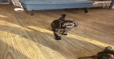Cavapoo dogs - Advert 2