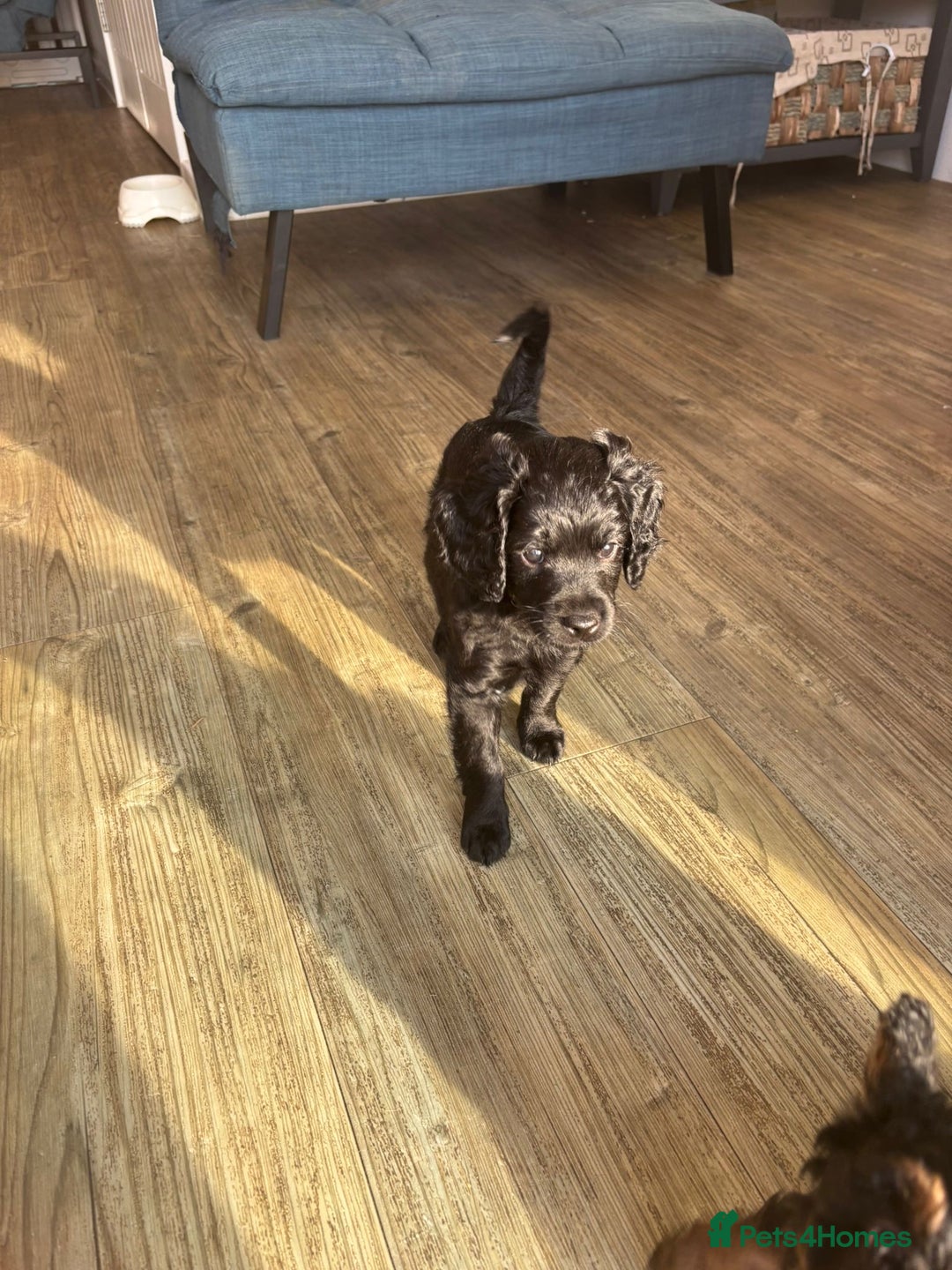 Cavapoo dogs for sale: Our clever little Ricki is ready to leave now!  - Image 3