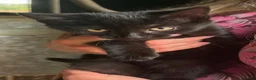 Mixed Breed cats for sale: Black kittens looking for loving homes in Bury Saint Edmunds - Advert 2