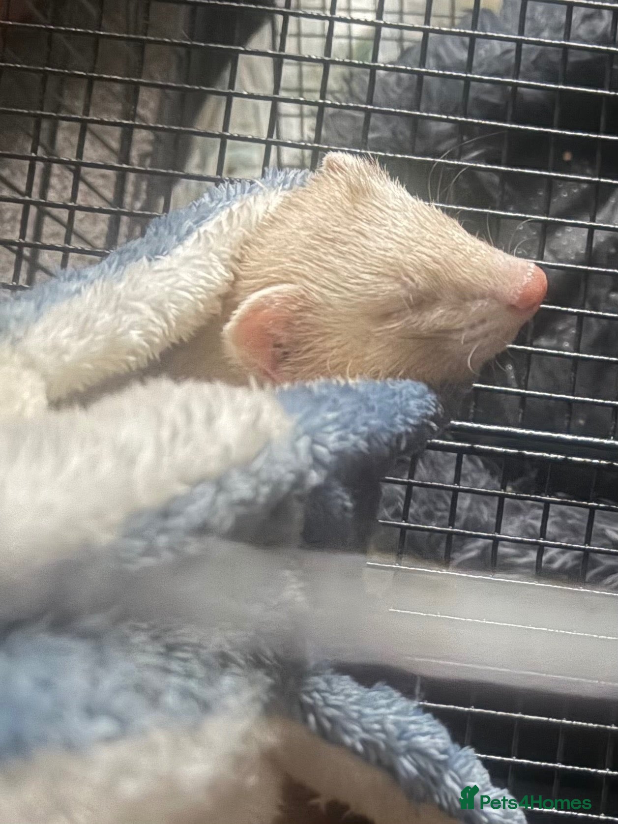 Ferret rodents Male ferret - Advert 15