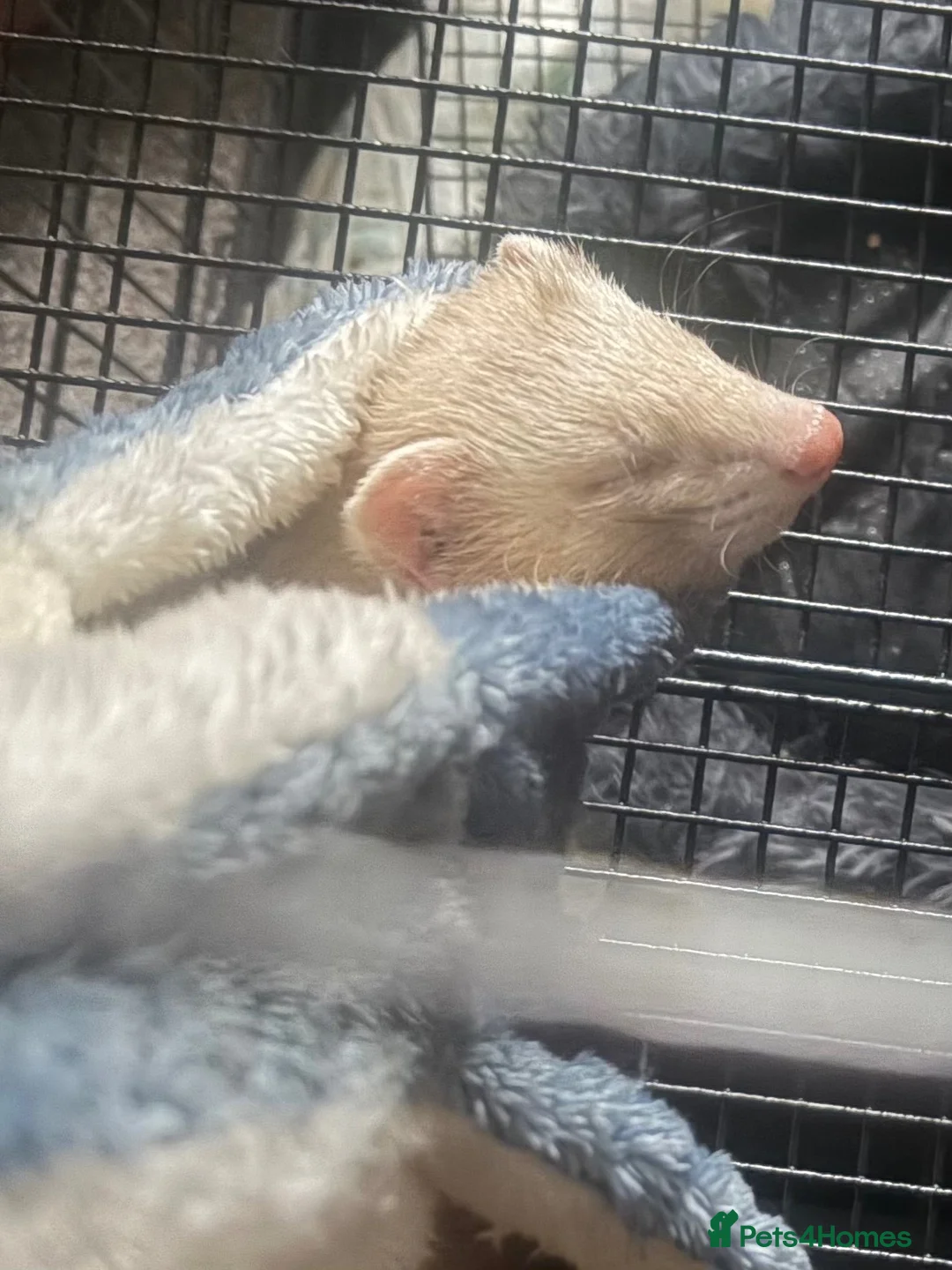 Ferret rodents for sale: Male ferret in Salisbury - Advert 1