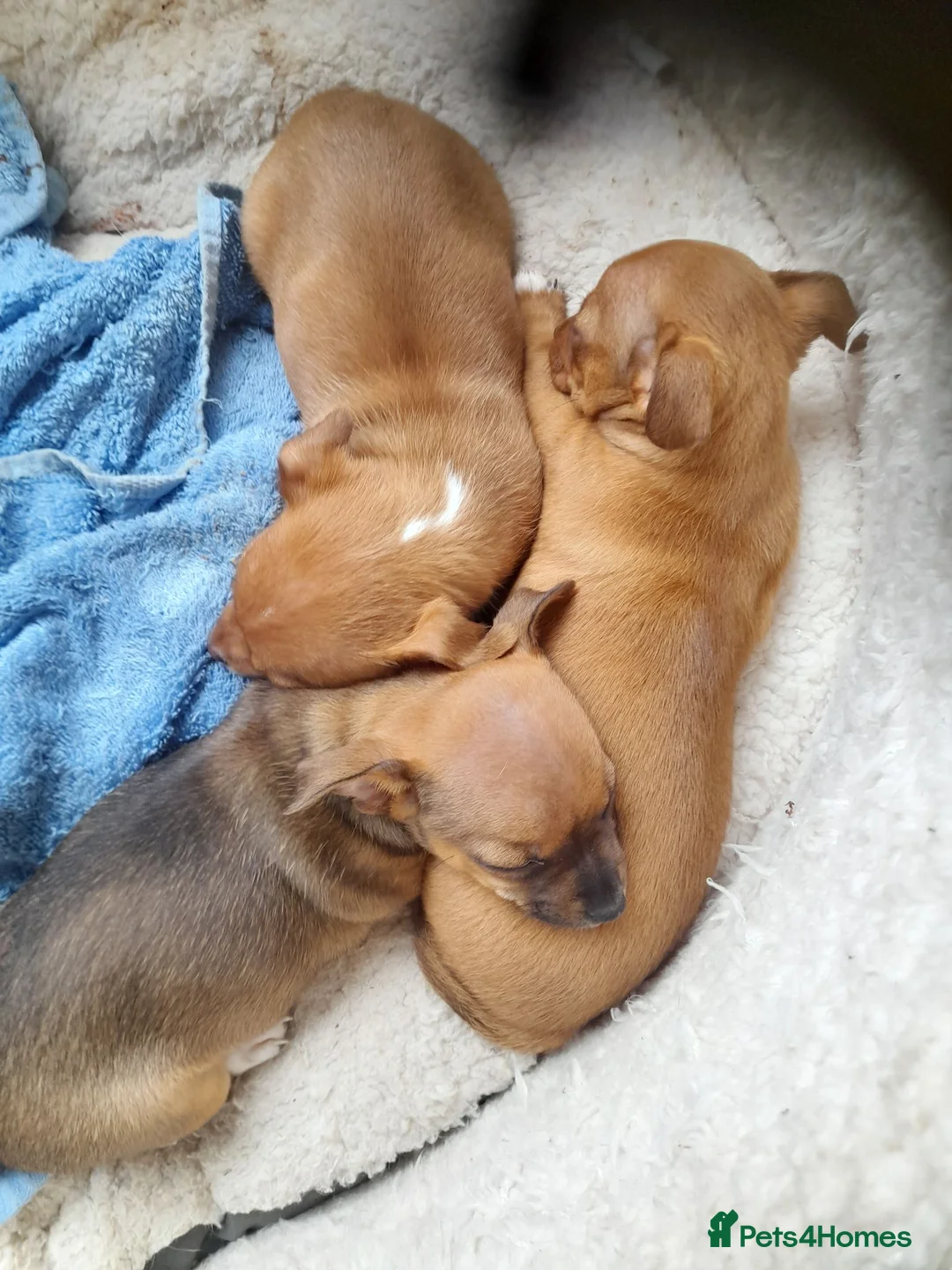 Jack Chi dogs for sale: Jackchi jackrussell x chawaha  - Advert 1