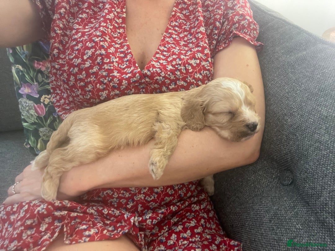 Cavapoo dogs for sale: Wonderful beautiful f1 champagne cavapoo babies  - Image 15