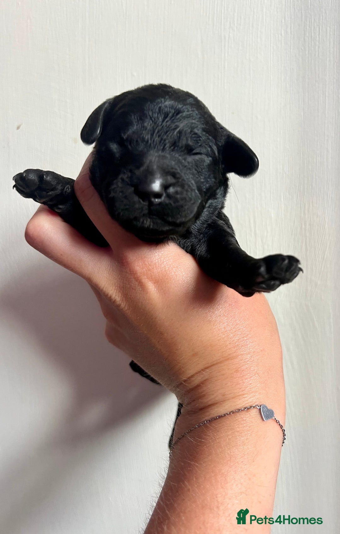 Labradoodle dogs for sale: Gorgeous Litter of F1 Labradoodle Puppies  in Lydbury North - Image 22