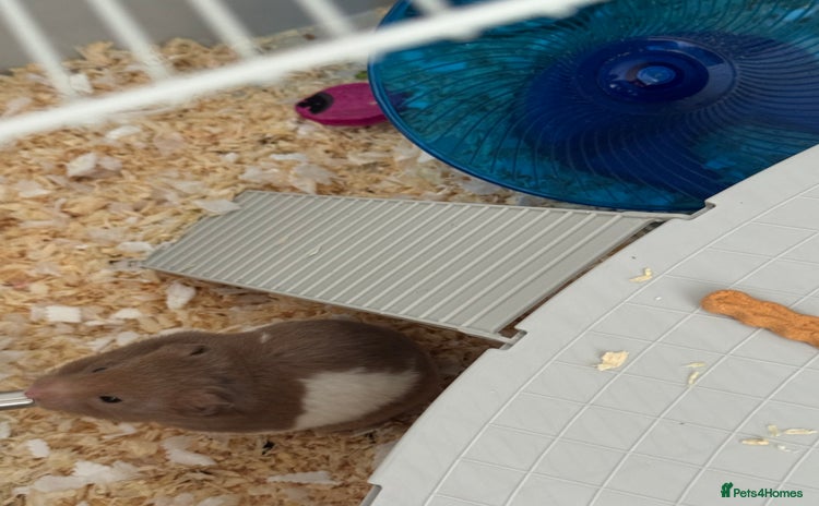 Hamster rodents - Advert 1