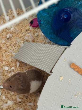 Hamster rodents - Advert 4