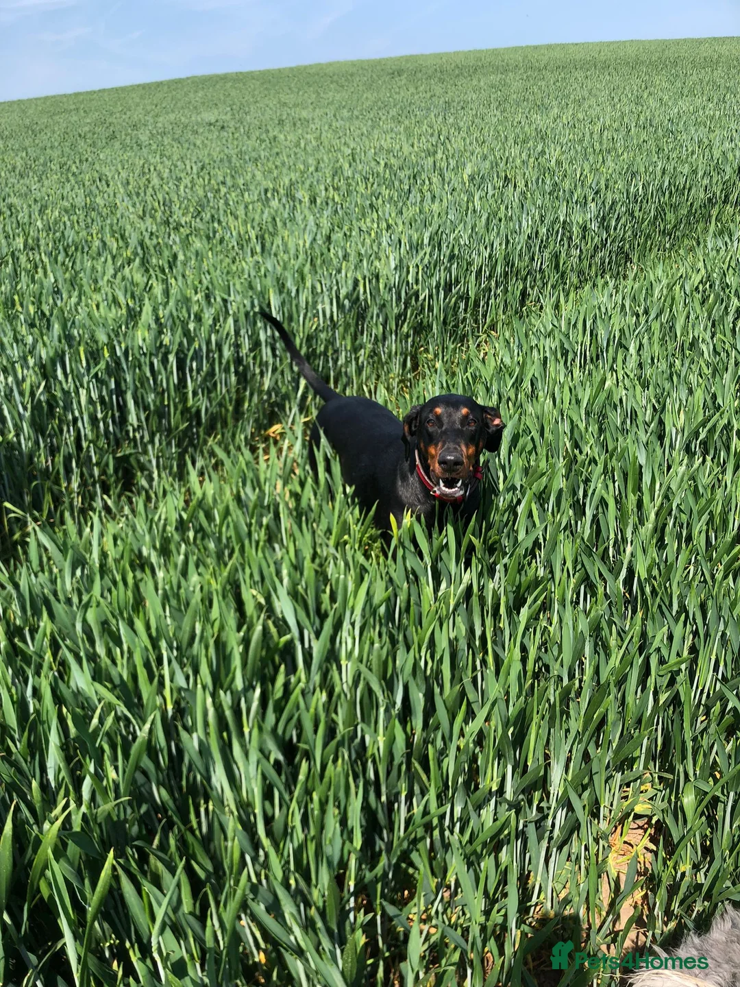 Dobermann dogs for sale: Loyal Doberman  in Preston - Advert 2