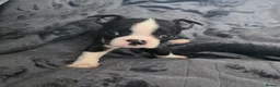 Boston Terrier dogs for sale: Ready now Stunning KC Boston Terrier puppies - Advert 25