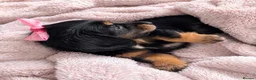 Miniature Dachshund dogs for sale: Beautiful miniature long haired dachshund female - Advert 6
