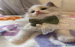 Ragdoll cats for sale: Blue eyes Blue-Bicolor kittens  - Image 5