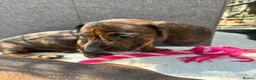 Miniature Dachshund dogs for sale: dachshund puppies UNIQUE fur patterns - Advert 6