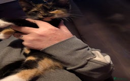 Mixed Breed cats for sale: Fluffy kittens mums part maincoon - Image 6