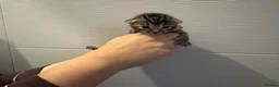 Bengal cats for sale: Beautiful bengal kittens  in Watlington - Advert 2