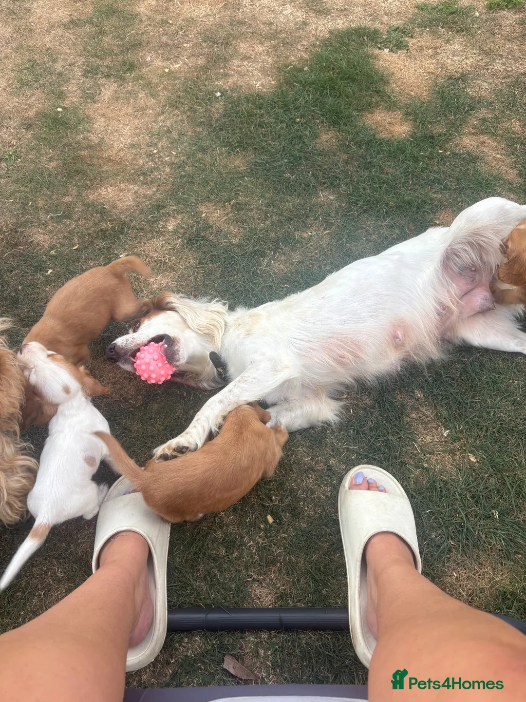 Cocker Spaniel dogs for sale: Outstanding cocker spaniel puppies - Advert 2