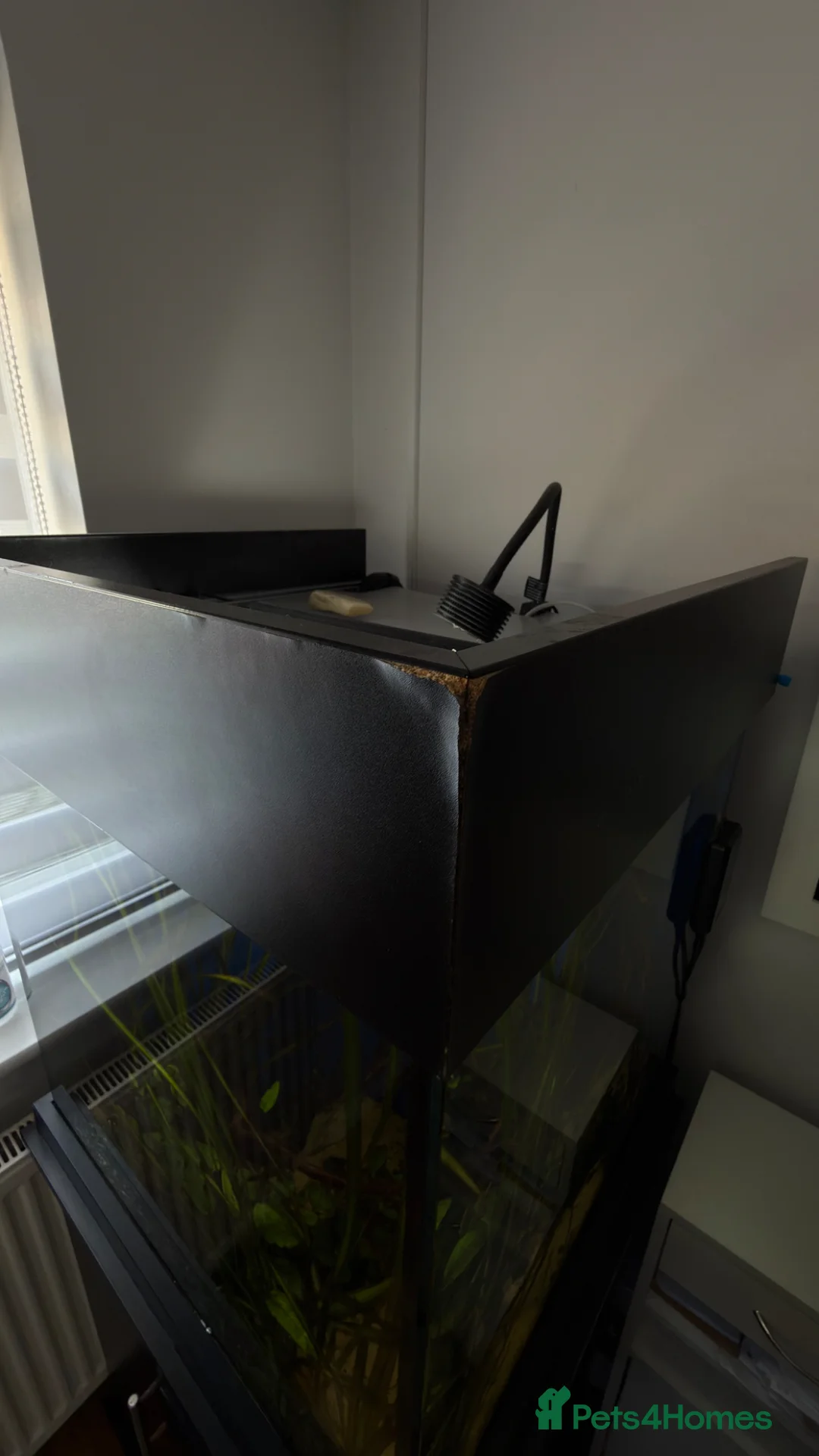 Discus fish for sale: Full set up for sale  in Margate - Advert 9