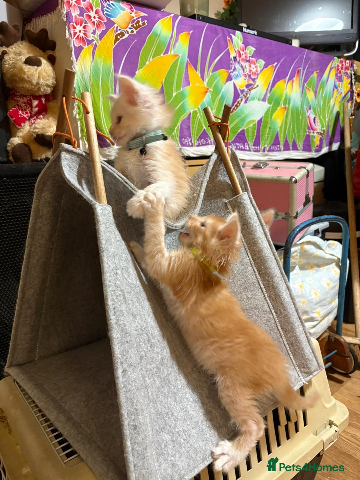 Maine Coon cats Stunning Maine Coon Babies - Advert 3