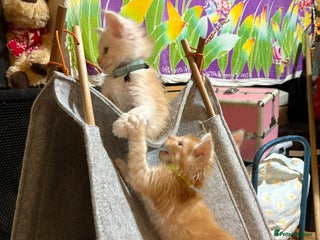 Maine Coon cats Stunning Maine Coon Babies - Advert 14