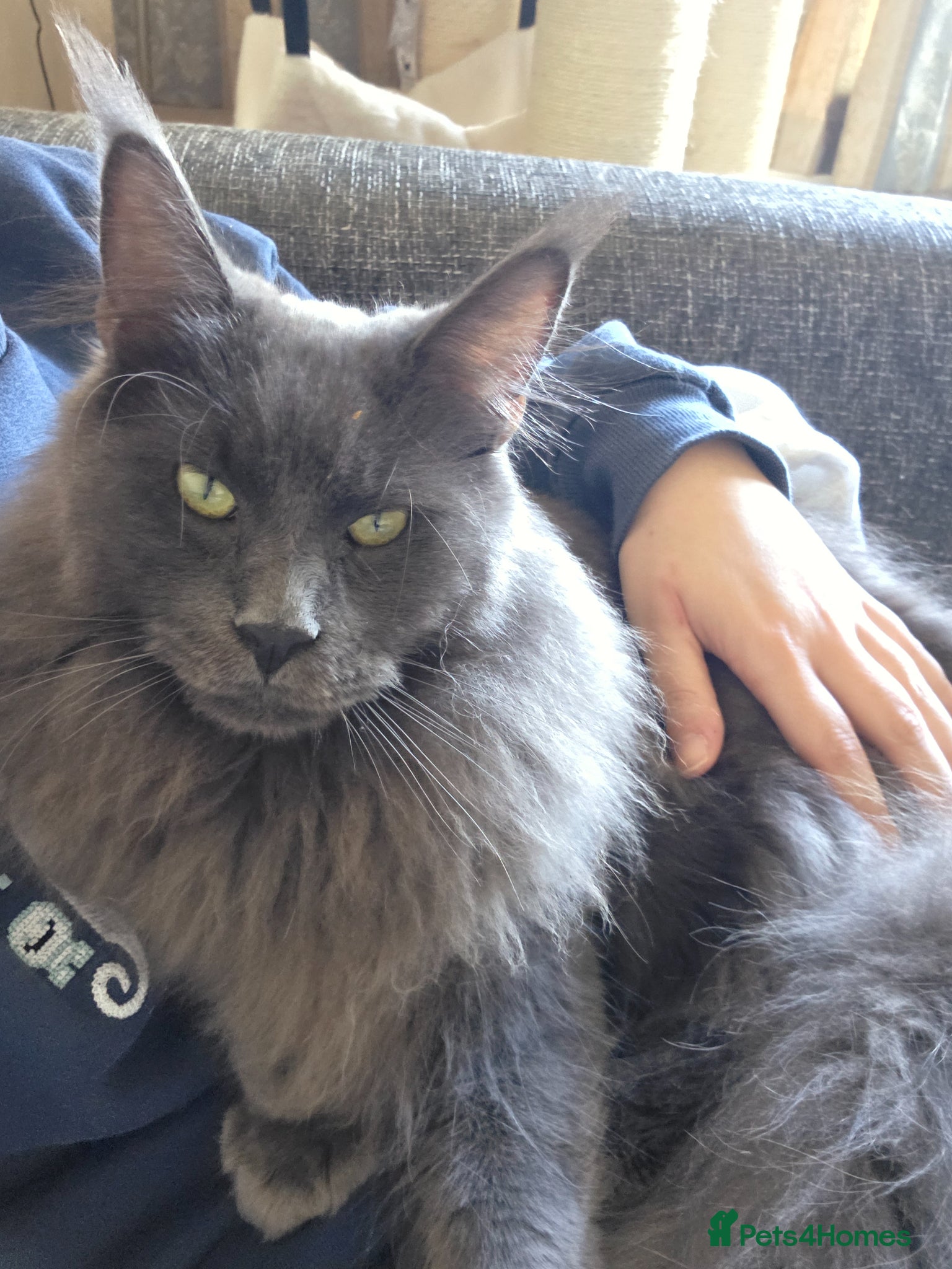Maine Coon cats Maine Coon Boy - Advert 7