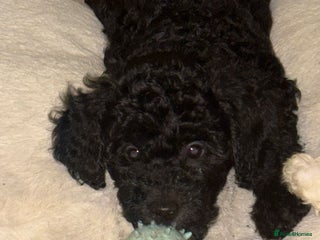 Mixed Breed dogs Jackapoo x Cockapoo Puppies - 1 girl & 3 boys - Advert 7