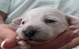 Mixed Breed dogs for sale: Bichon mix pups  - Image 5