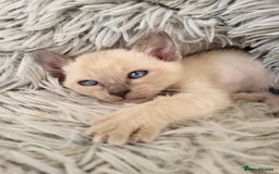 Siamese cats for sale: Old Style Siamese Kittens. Raised with love & care - Image 2