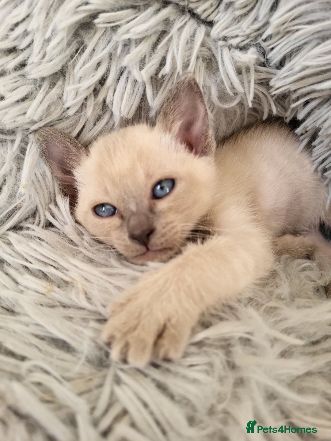 Siamese cats for sale: Old Style Siamese Kittens. Raised with love & care - Image 2
