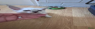 Ragdoll 5