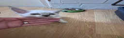 Ragdoll cats for sale: Beautiful pedigree kittens  - Advert 20